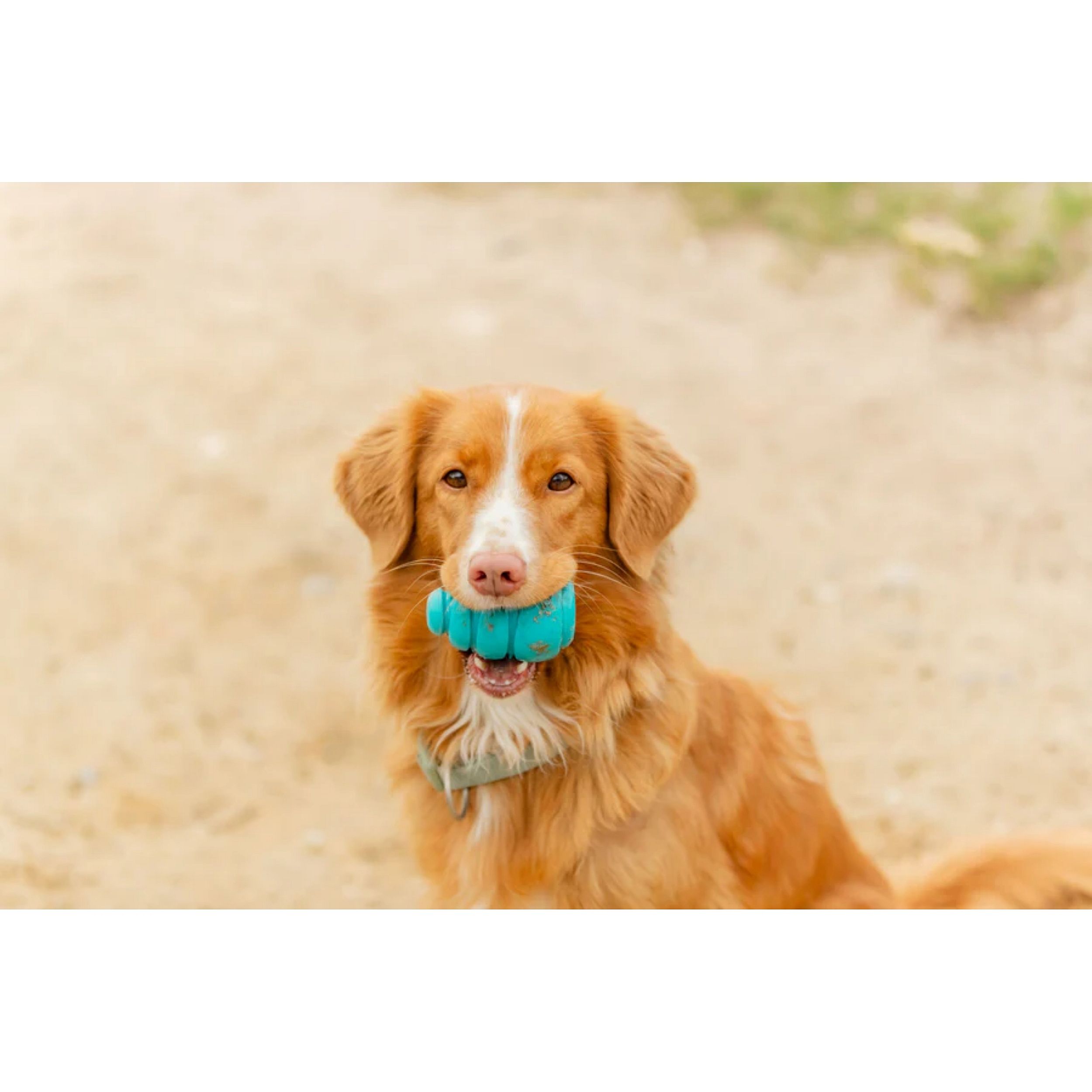 hond, balans, blauw speeltje, slim speeltje, hondenspeelgoed