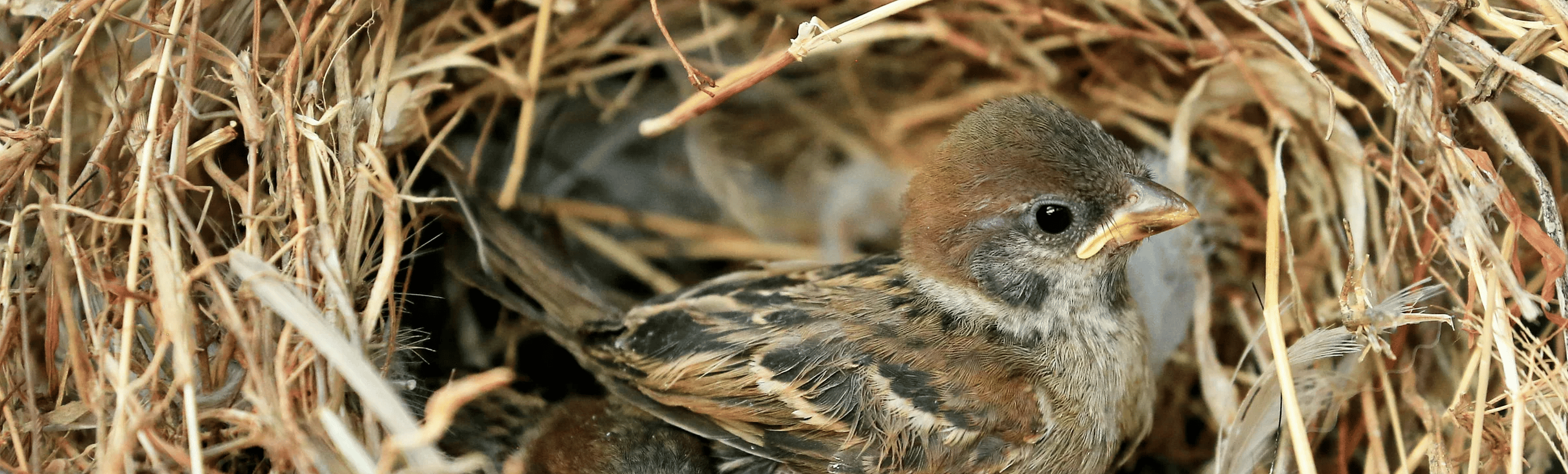 Jong vogeltje gevonden? Dit kunt u doen.