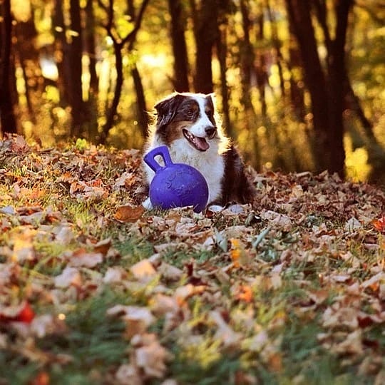 Jolly Tug-n-Toss Hond