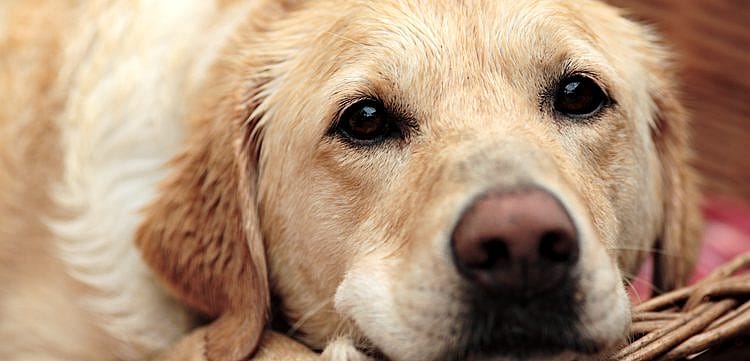Vuurwerkangst voorkomen bij de hond