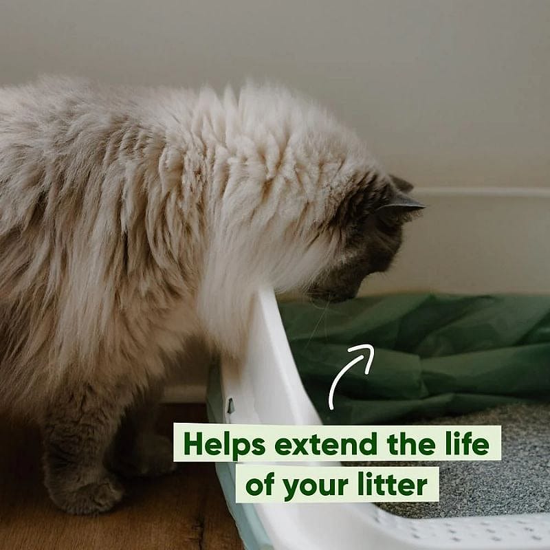 kat, kattenbak, voerbak, litter, honden- en kattenvoer