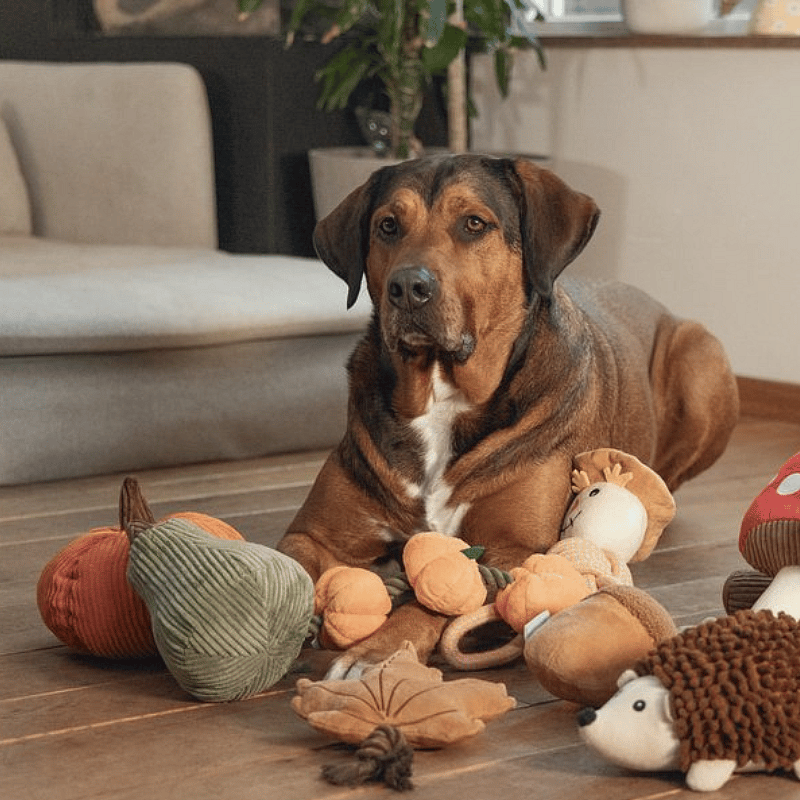 Beeztees Pompoen Koba Herfst Knuffel Hond