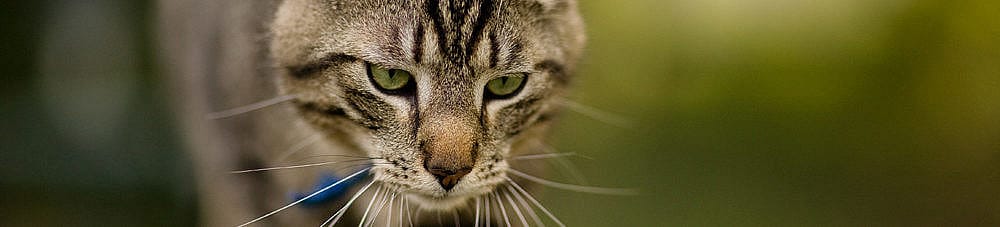 Leververvetting kat