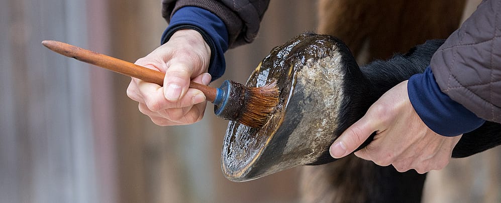 Zet uw paard het beste beentje voor?