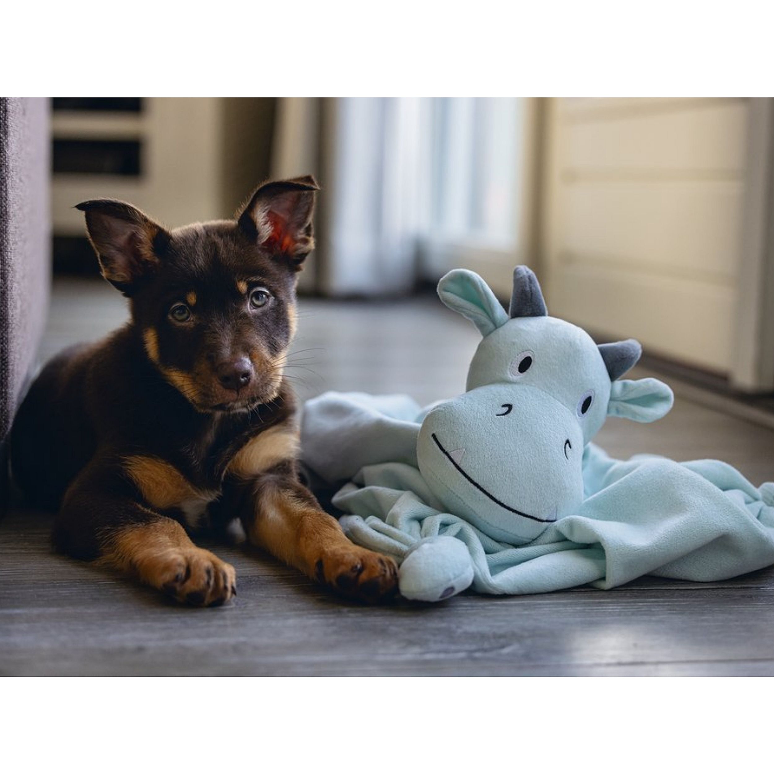 hondenras, puppy, pluche, knuffel, dierentuin