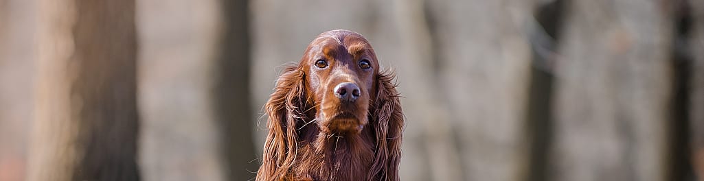 Kanker bij de hond