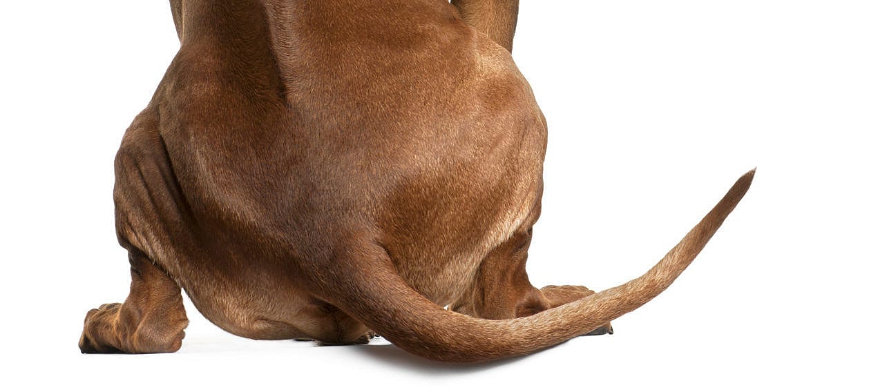 Voeding en sleetje rijden hond met verstopping van de anaalzakjes