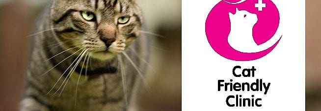 Normale vruchtbaarheidscyclus kat