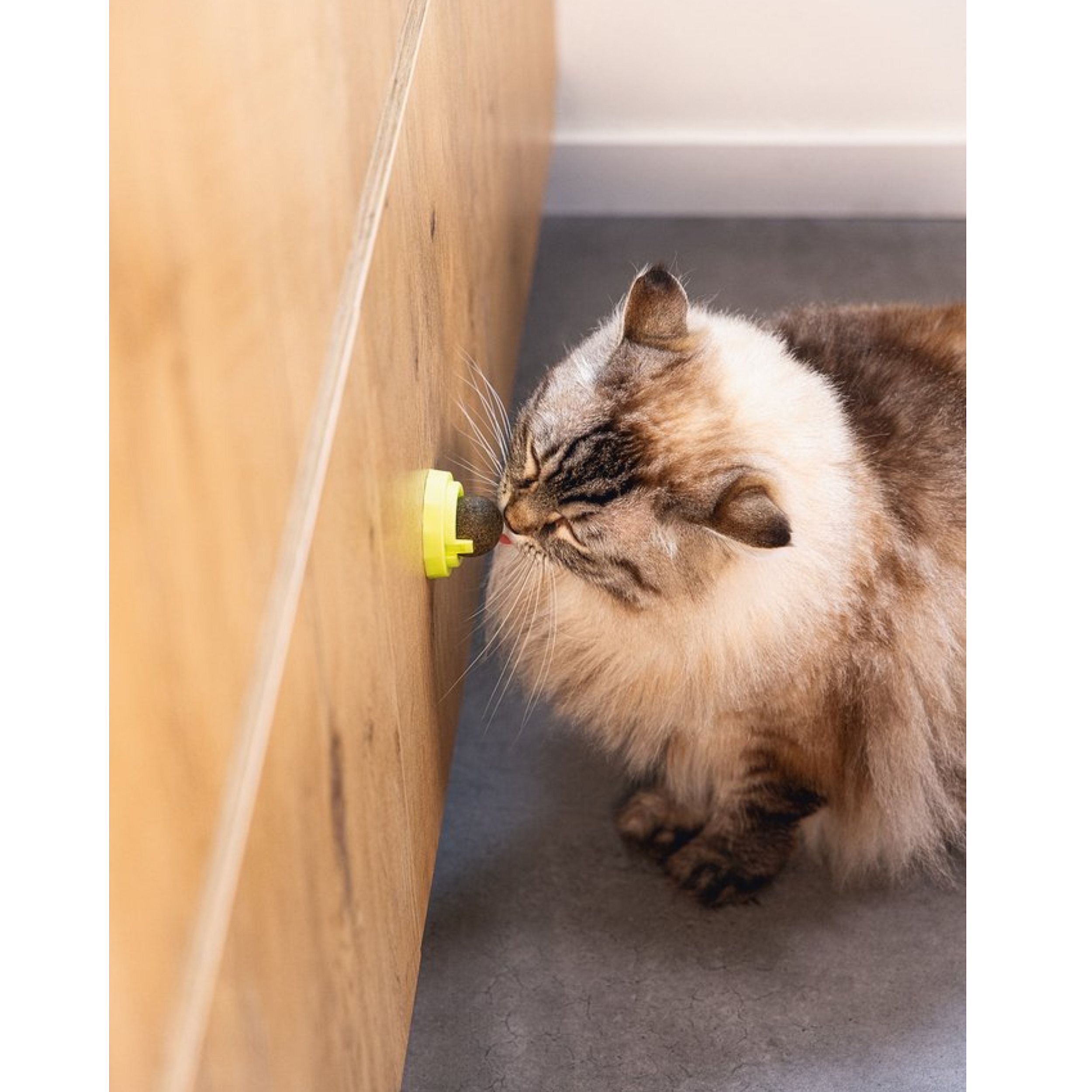 kat, kattenvoer, speelgoed, kattencategorie, tandverzorging