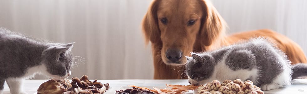 Voedselovergevoeligheid bij hond en kat