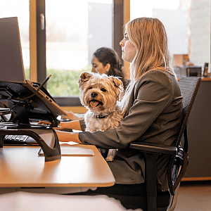 Bureau, Meubels, Tafel, Hond, Huisdier