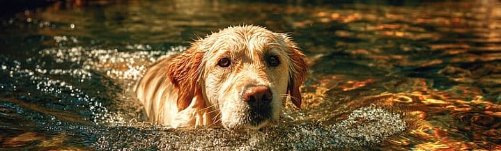 Pijn bij honden herkennen: praktische signalen die u thuis kunt zien