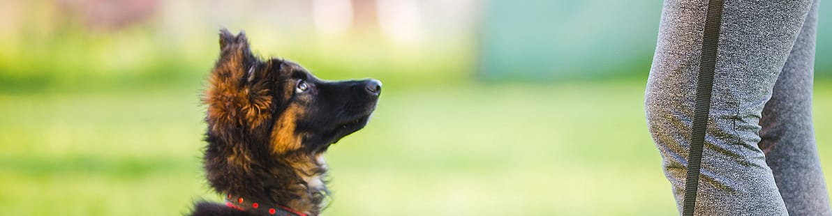 Melkkliertumoren hond