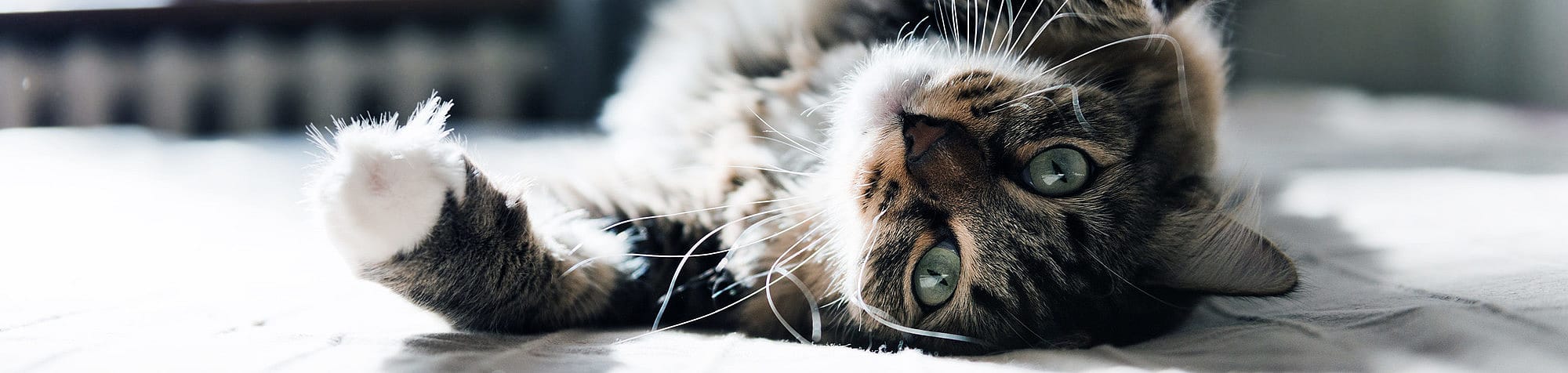 Vragen over de kat