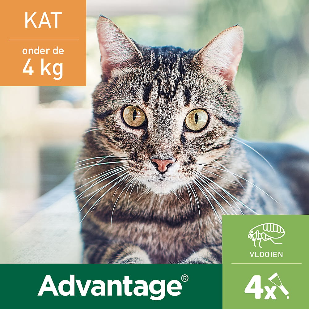 Advantage Spot-on Kat 40 mg
