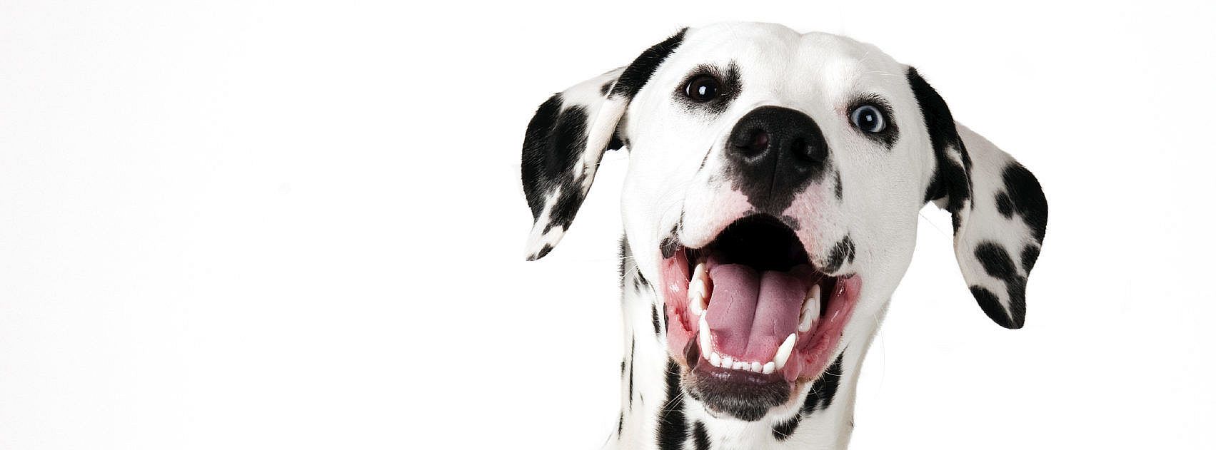 Waarom gapen honden?