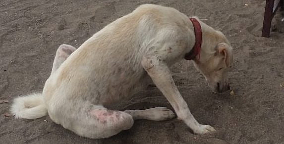 Mijten bij honden