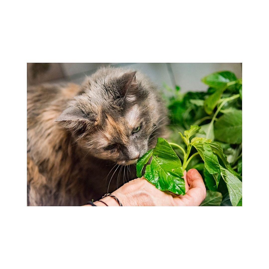 Wat mag een kat wel en wat mag een kat niet eten?