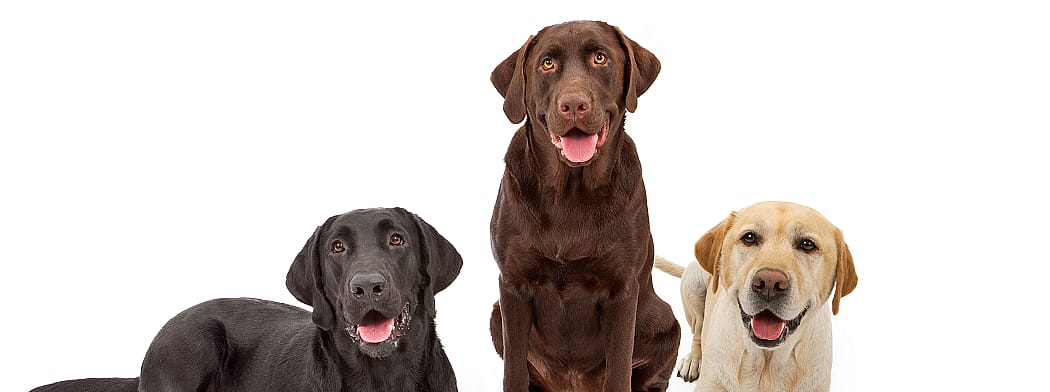 Wanneer is een hond volwassen?