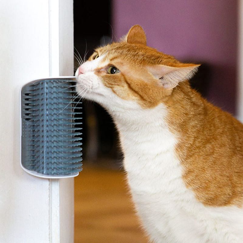 kat, kattenbalm, haarclip?, kammen, hover
