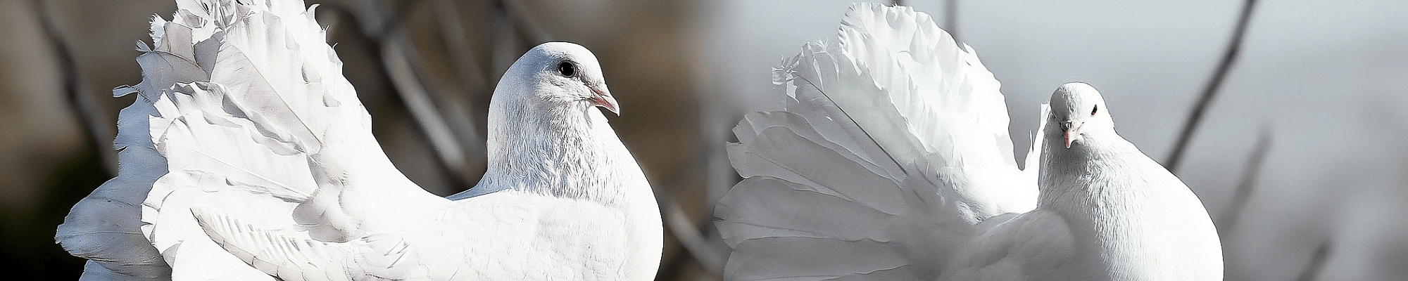 Dier, Vogel, Duif
