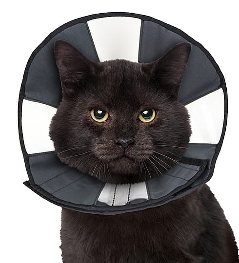 ZenPet ProCone Soft Recovery Kraag Maat Small