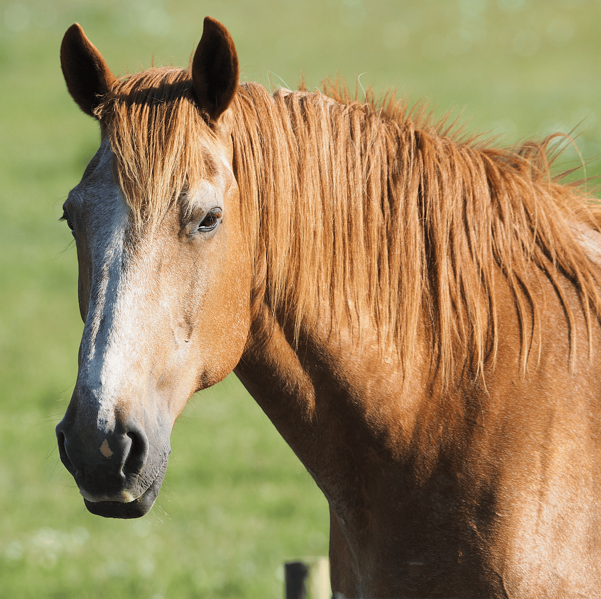 Ouder-paard-7-signalen