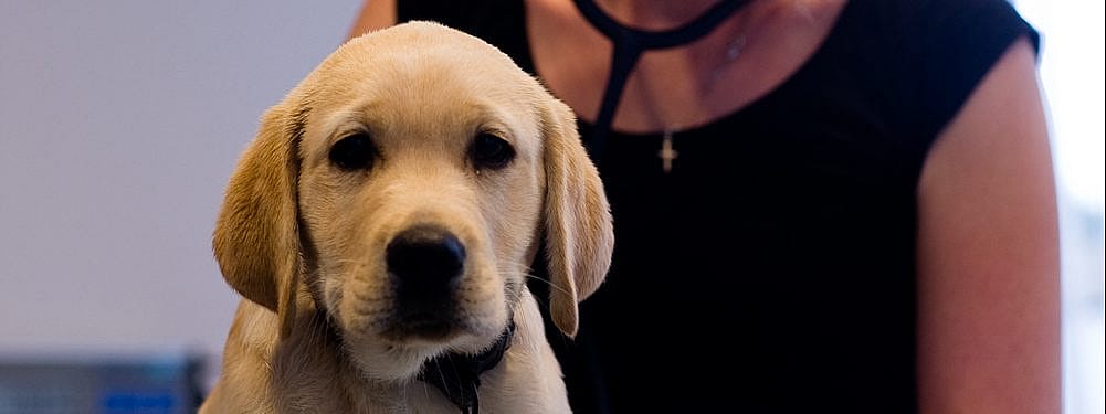 Allergie bij de hond