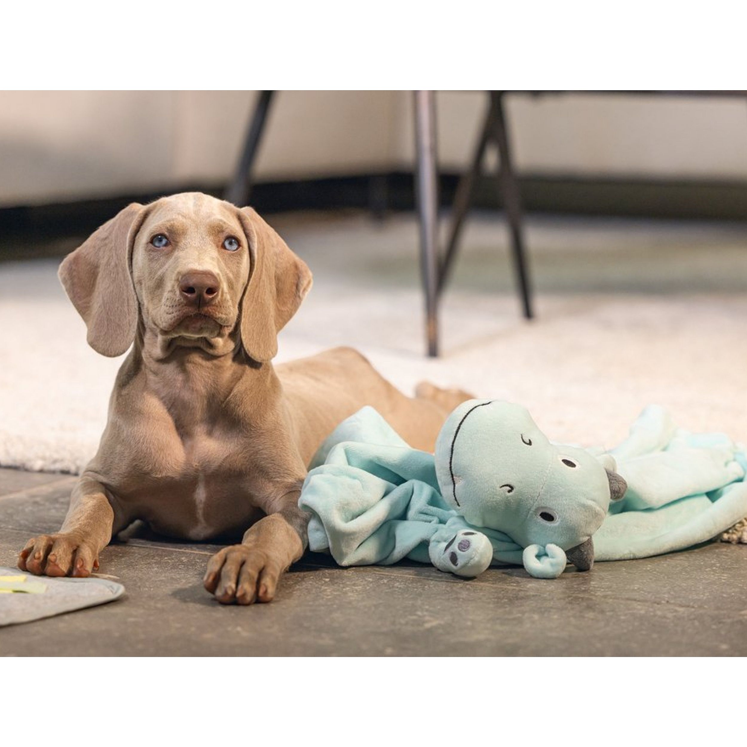 hond, dier, knuffel, blauw, knuffeldoos