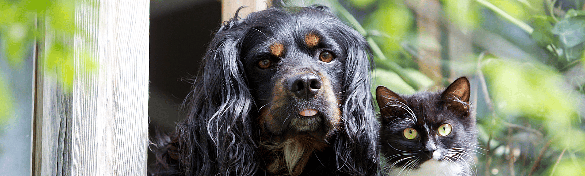 Weerstand-hond-kat