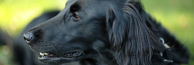 Epilepsie hond