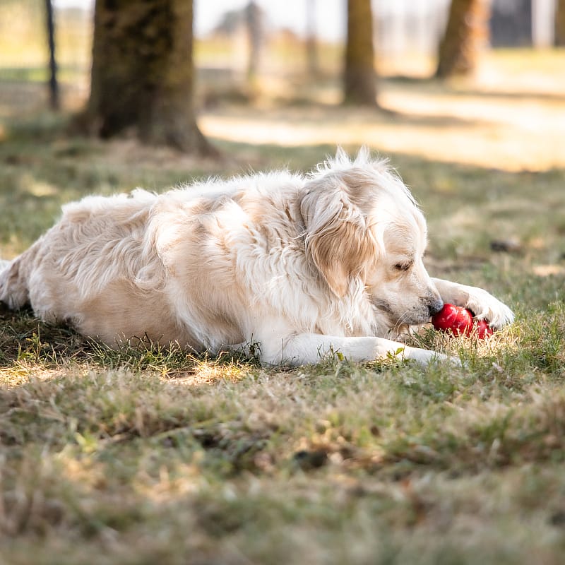 hond, kleur, tussenvacht, appel, liggend