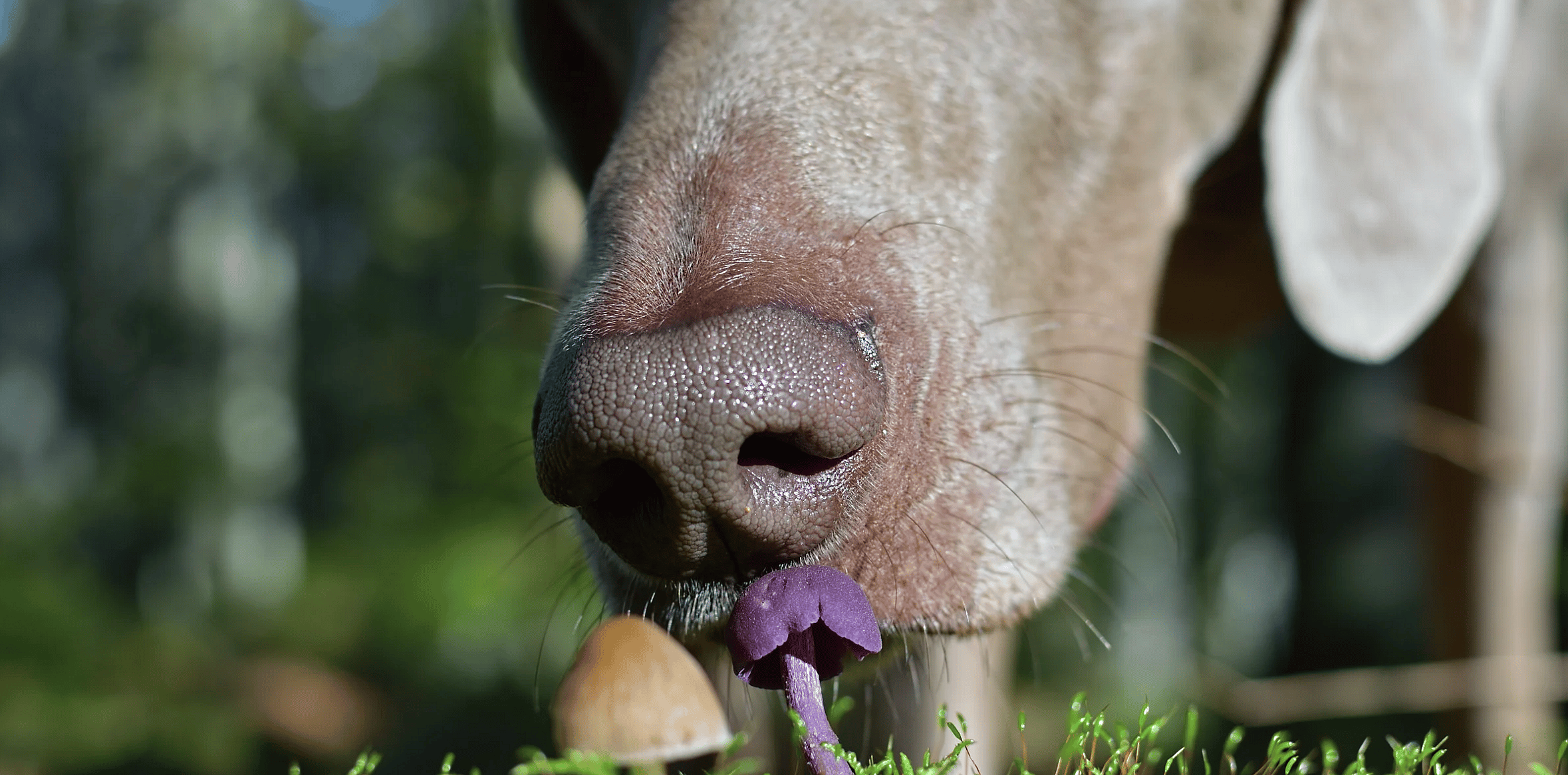 Giftige paddenstoelen voor de hond