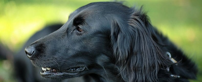 CBD olie voor hond, kat en paard