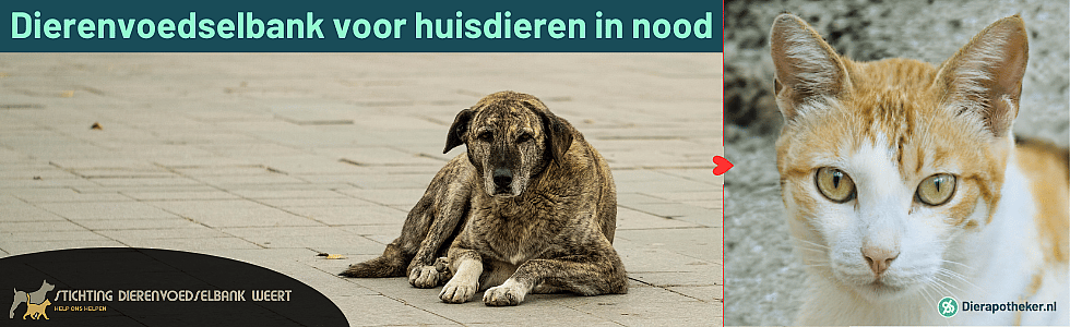 Hoe zorg je voor je dier als je geldzorgen hebt?