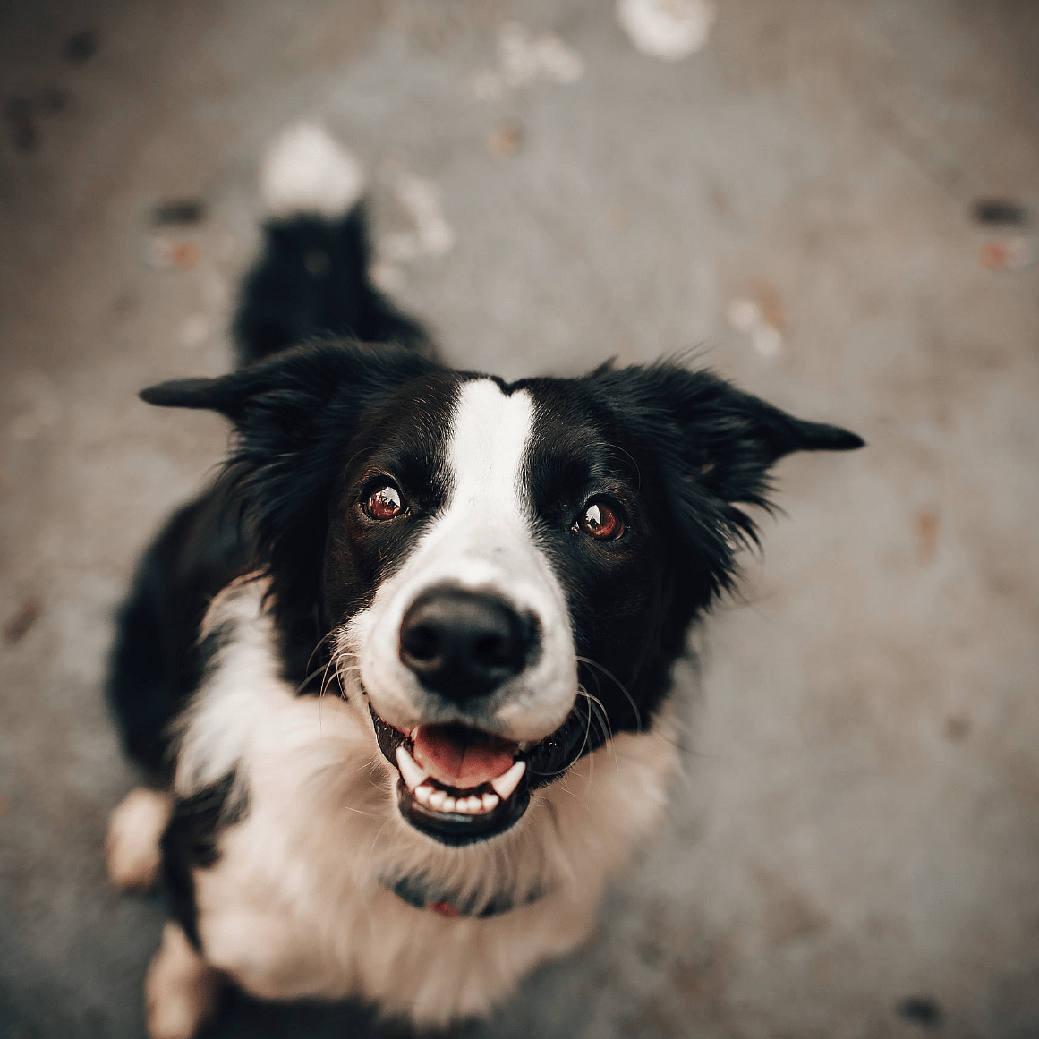 Hondenziekte bij honden: symptomen, besmetting en bescherming