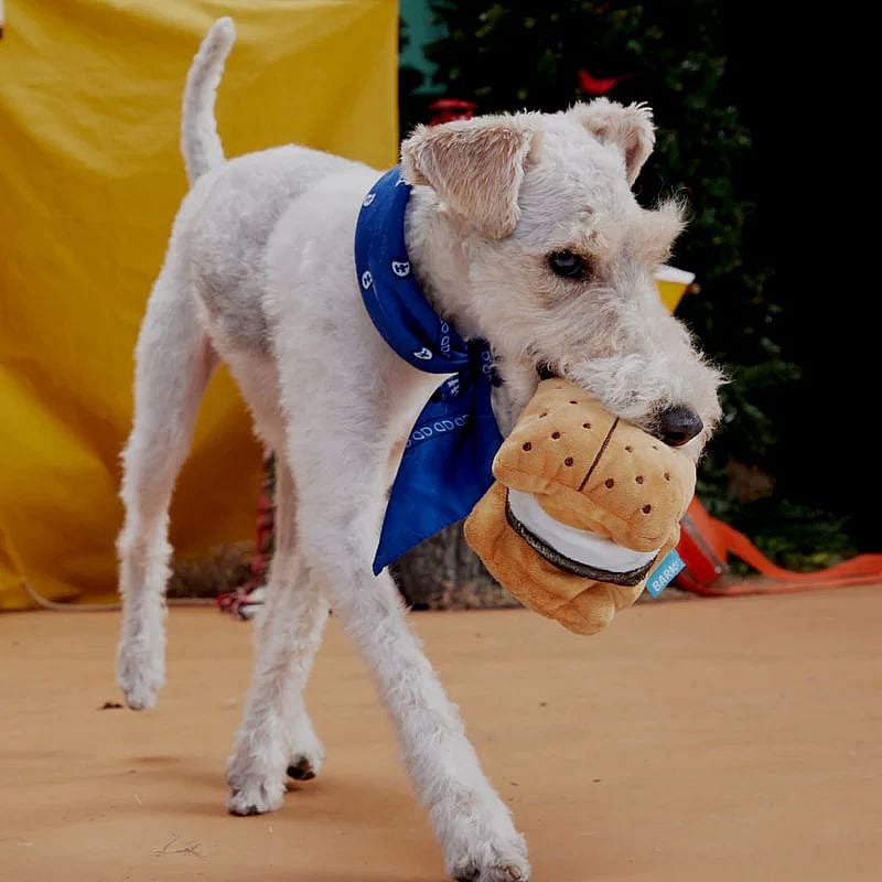 dog, collie, bandana, blue scarf, toy