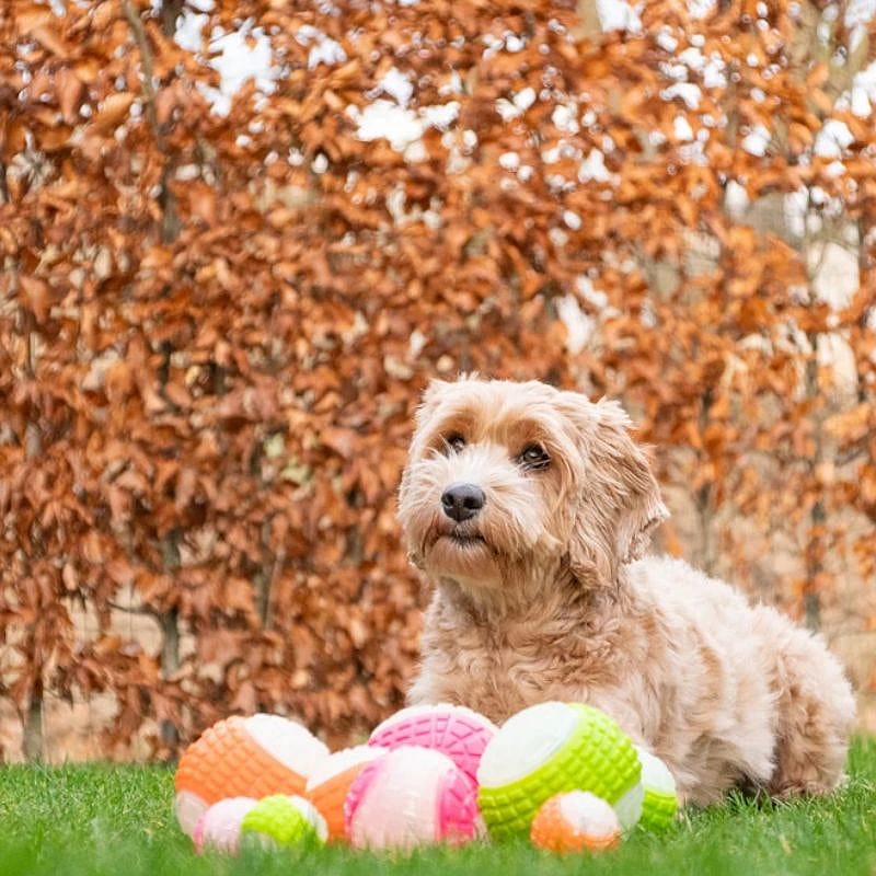 Dog Comets Glow In The Dark Moon Bal Hond S