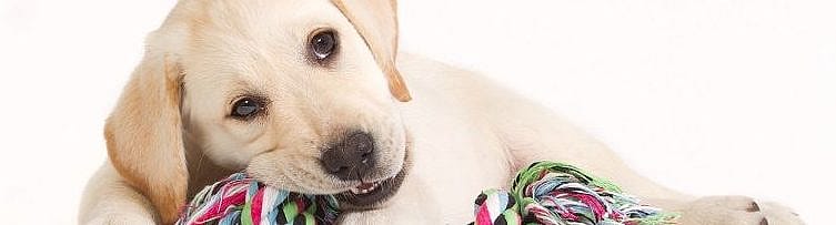 Hoera, een nieuwe pup in huis