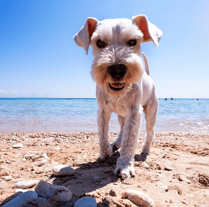 Met uw huisdier op vakantie? Bekijk deze handige checklists