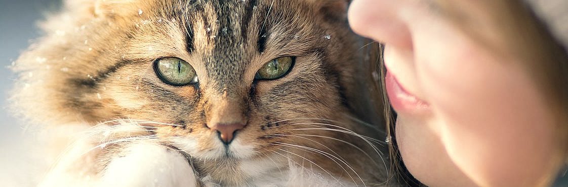 Hypertensie, hoge bloeddruk is gevaarlijk voor de kat