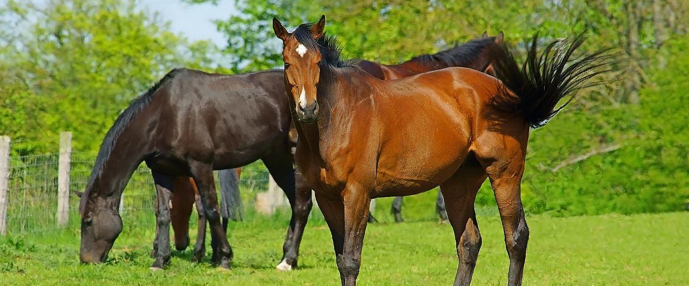 Mestonderzoek en ontwormen paard