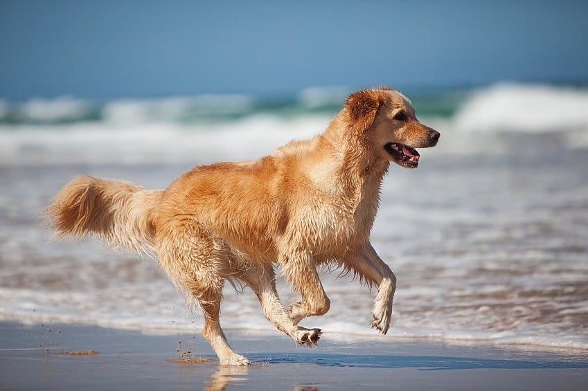 Koud water staart of cold water tail bij de hond