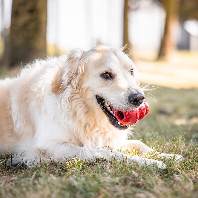 hond, dobber, ball, rode tong, outside