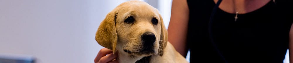 Heeft mijn hond roos?