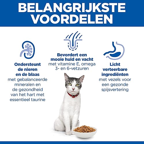 kat, kattenvoer, brokjes, rood-witte kat, huid-vacht-ondersteuning