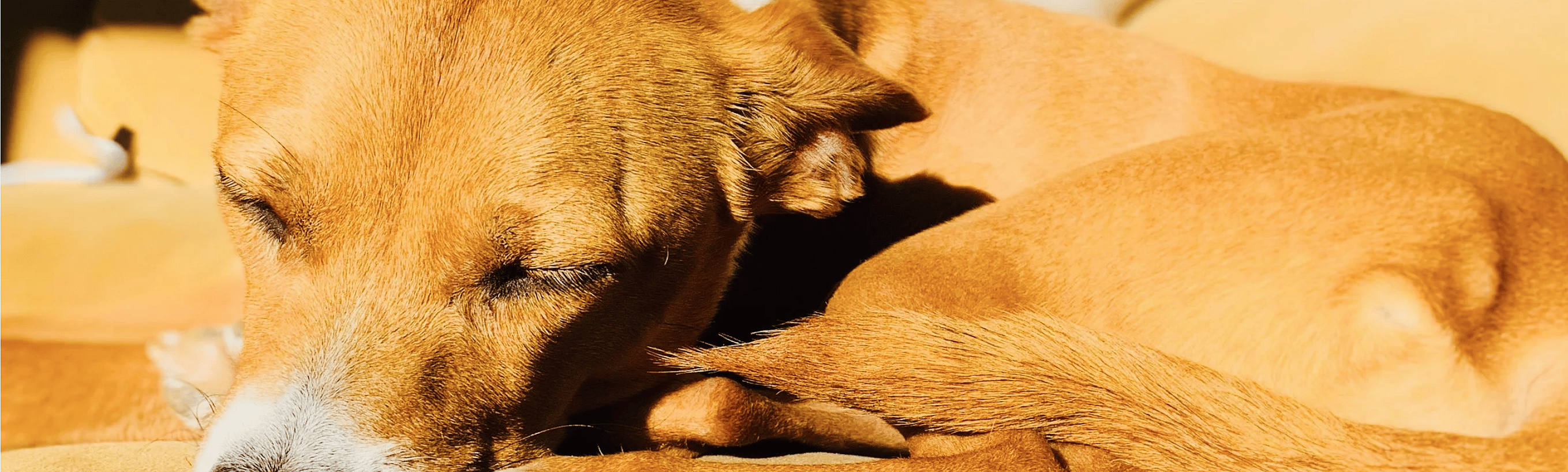 Warmte en hitte bij huisdieren en paarden: wat betekent dit voor voeding, vocht en weerstand?