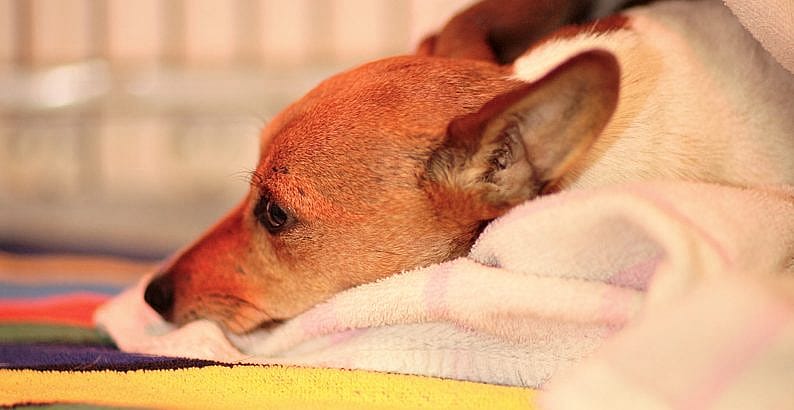 Verzorging hond na de bevalling