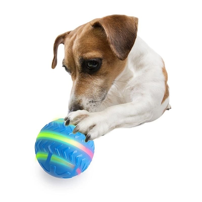 hond, bal, speelbal, speelgoed, bullet