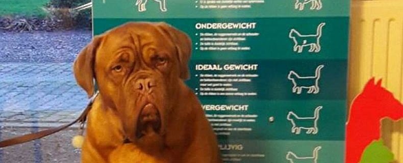 Vijf afvaltips voor uw huisdier
